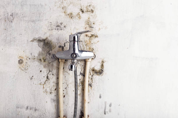 Reliable Sylvan Lake, MI Mold Removal Solutions