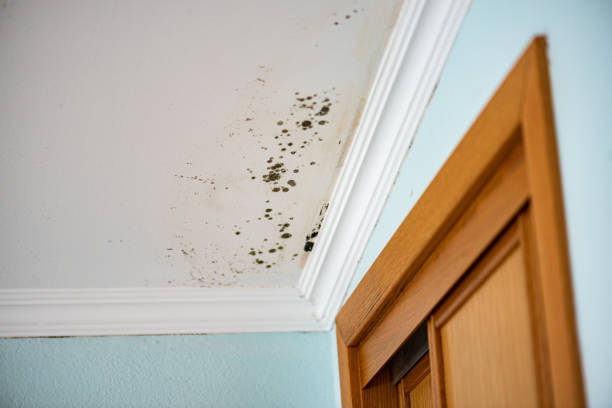 Best Toxic Mold Removal  in Sylvan Lake, MI