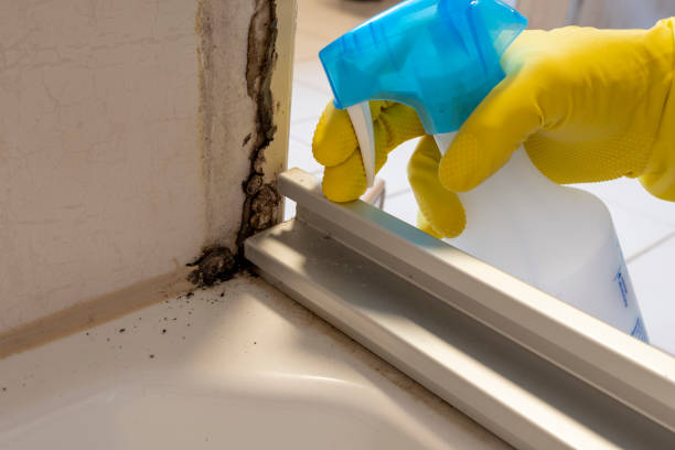 Mold Removal Process in Sylvan Lake, MI