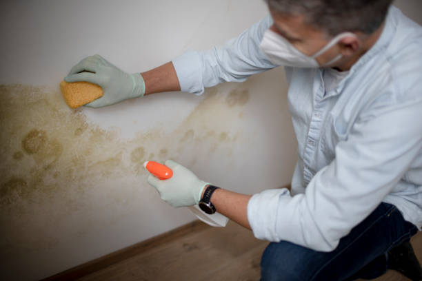 Best Crawl Space Mold Removal  in Sylvan Lake, MI