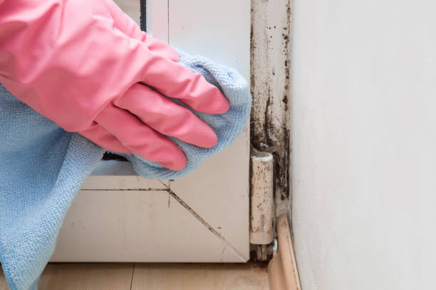Attic Mold Removal in Sylvan Lake, MI