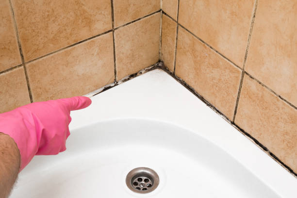 Best Emergency Mold Removal  in Sylvan Lake, MI